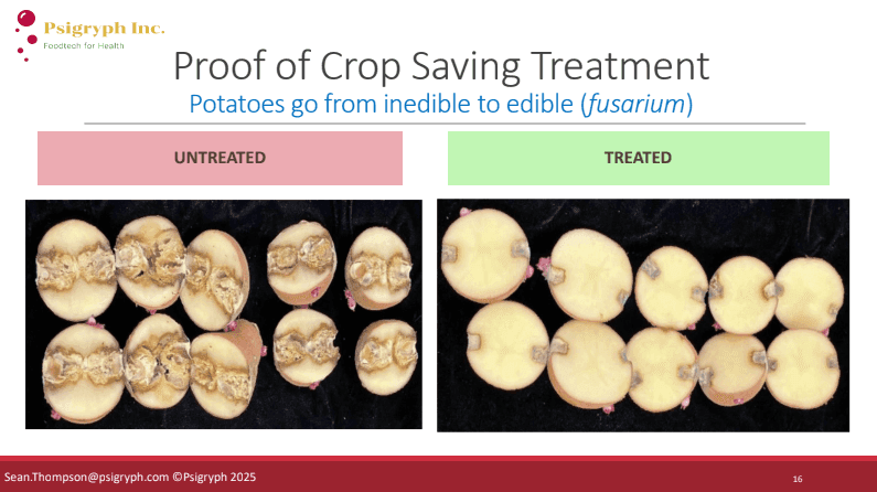 Proof of crop-saving treatment: untreated potatoes damaged by fusarium versus treated potatoes that remain edible.