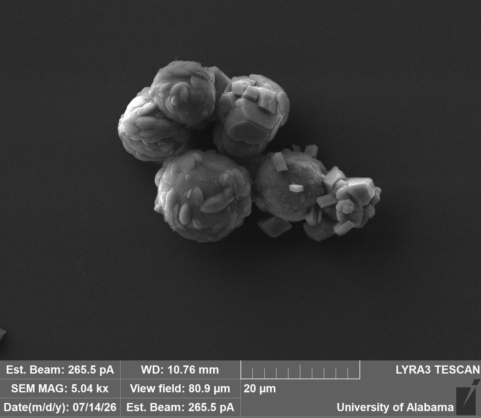 Scanning electron micrograph of Hypogenica's microbially precipitated calcium carbonate, showing rounded vaterite particles with calcite crystal growth.